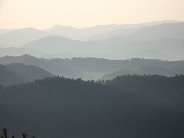 Barabara ya miti yenye mwanga mpole — mwaliko wa kutembea